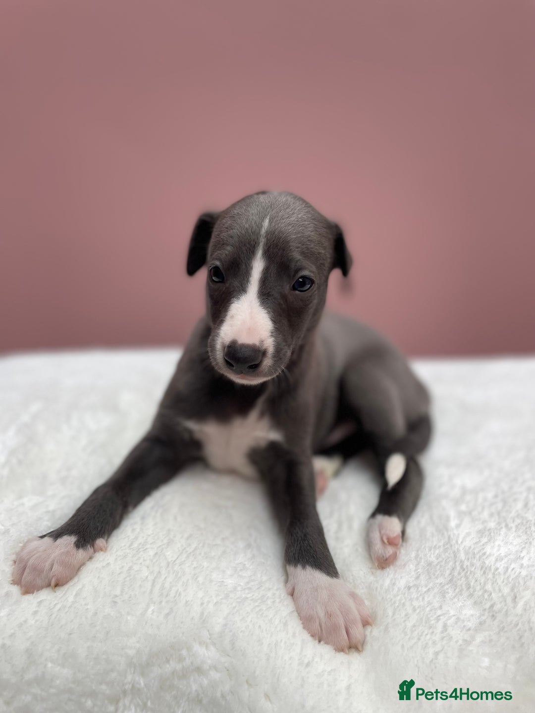 Whippet dogs for sale: 1 Gorgeous KC Reg Whippet Puppy  - Advert 16