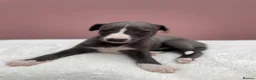 Whippet dogs for sale: 1 Gorgeous KC Reg Whippet Puppy - now reserved - Advert 16