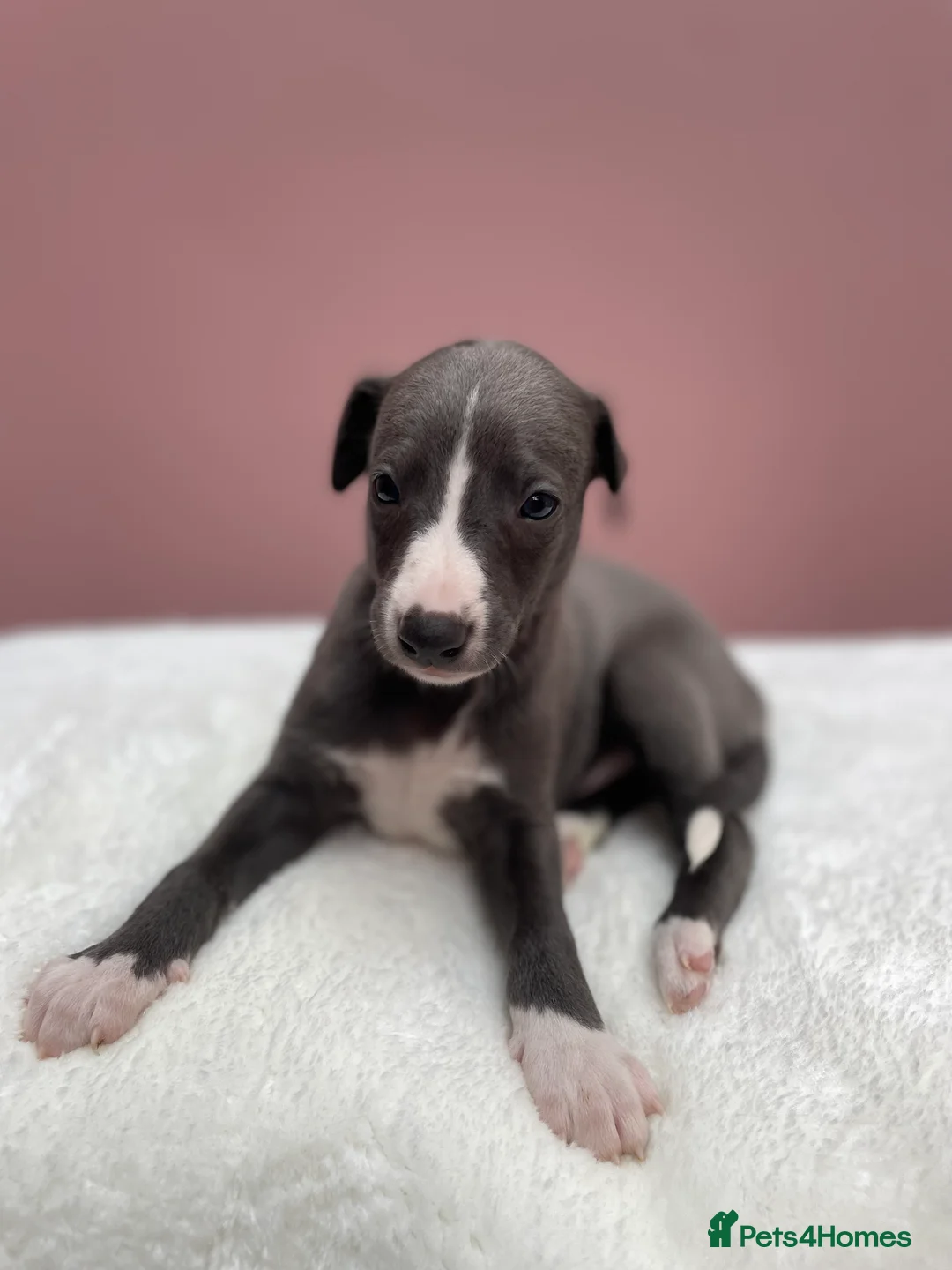 Whippet dogs for sale: 1 Gorgeous KC Reg Whippet Puppy - now reserved - Advert 16