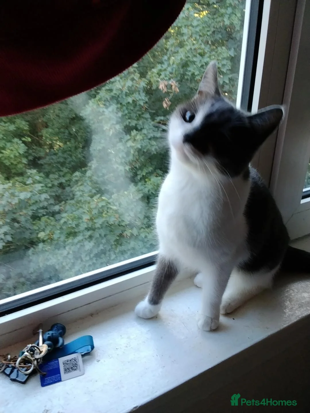 Mixed Breed cats for sale: Selling my 2 cat  - Advert 3