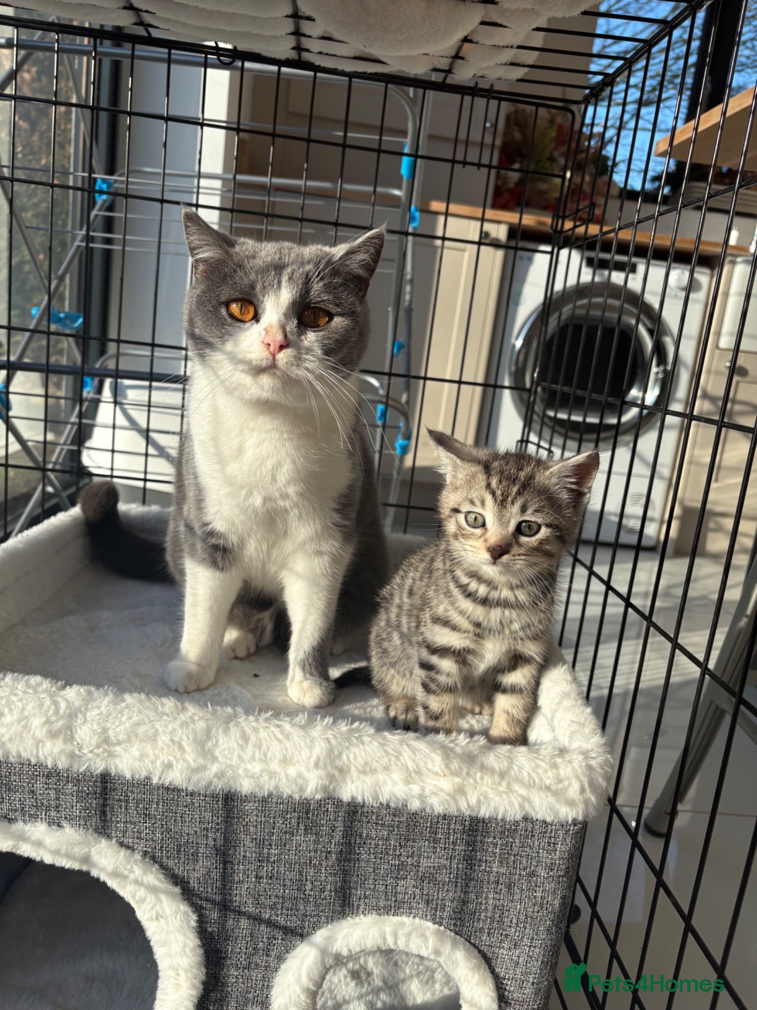 Mixed Breed cats British shorthair x Bengal kittens - Advert 8