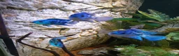 Cichlids fish for sale: plecos, electric blu Dempsey, emp snakehead,Oscars - Advert 18