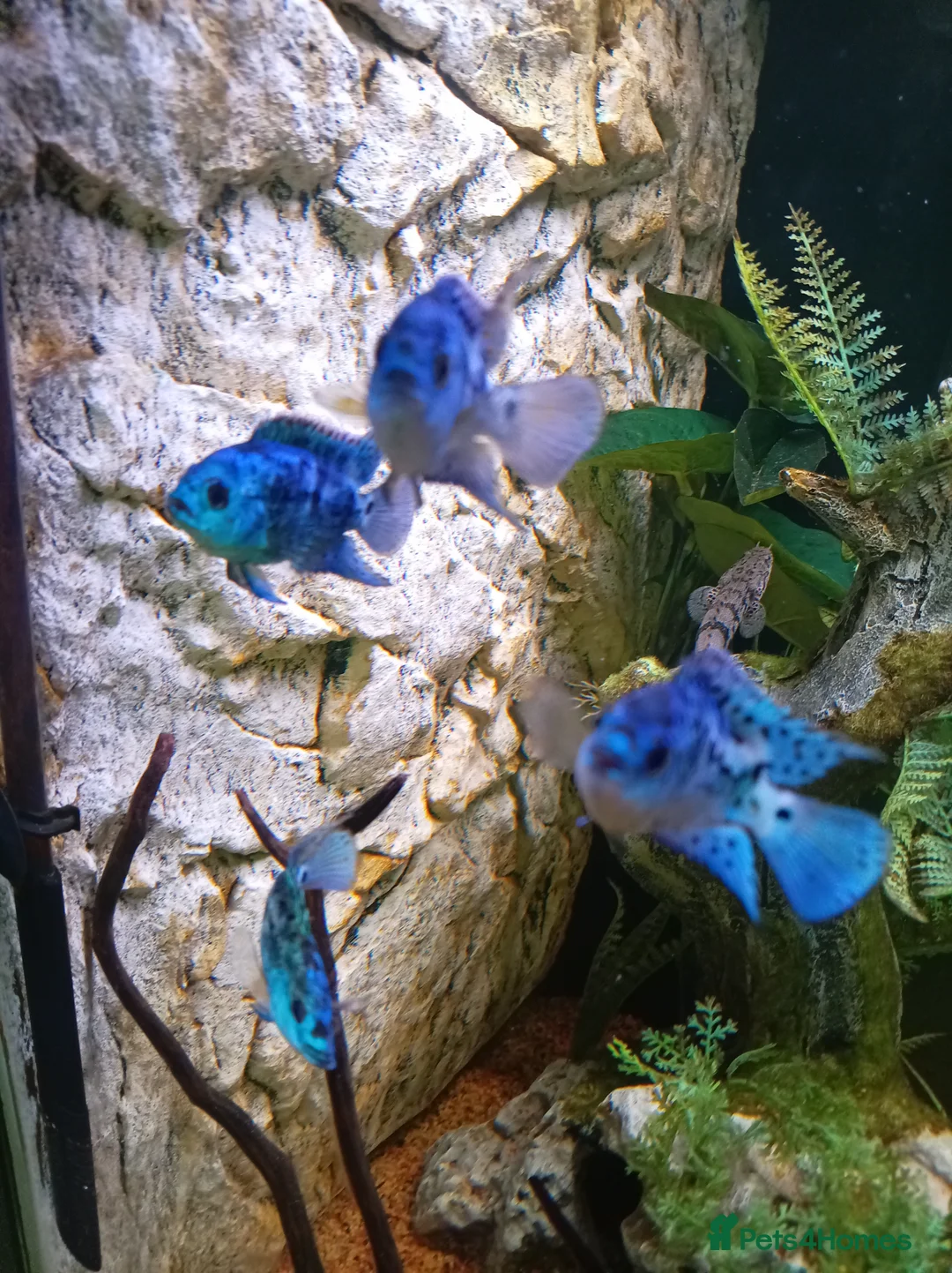 Cichlids fish for sale: plecos, electric blu Dempsey, emp snakehead,Oscars - Advert 18