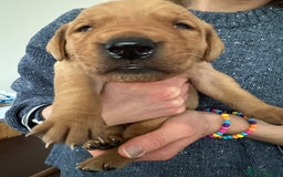 Labrador Retriever dogs for sale: Beautiful Labrador Retriever puppies - Image 4
