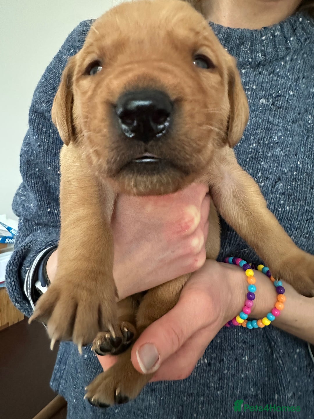 Labrador Retriever dogs for sale: Beautiful Labrador Retriever puppies - Image 4
