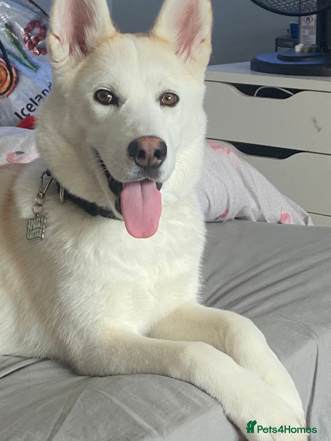 Huskita dogs for sale: Huskita dog - Advert 7