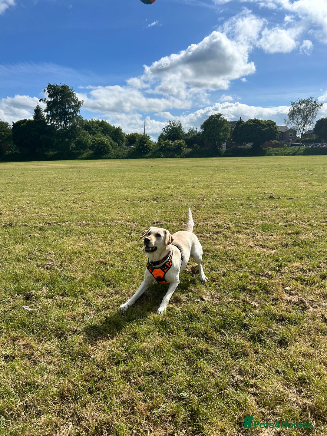 Labrador Retriever dogs for sale: Yellow Labrador Retriever  - Image 6