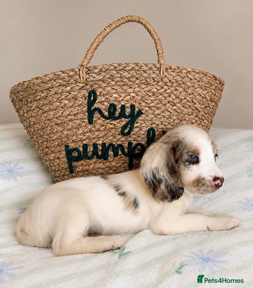 Cocker Spaniel dogs Beautiful Cocker Spaniel Puppies *5 LEFT* - Advert 6