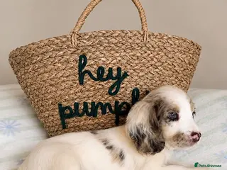 Cocker Spaniel dogs Beautiful Cocker Spaniel Puppies *5 LEFT* - Advert 6