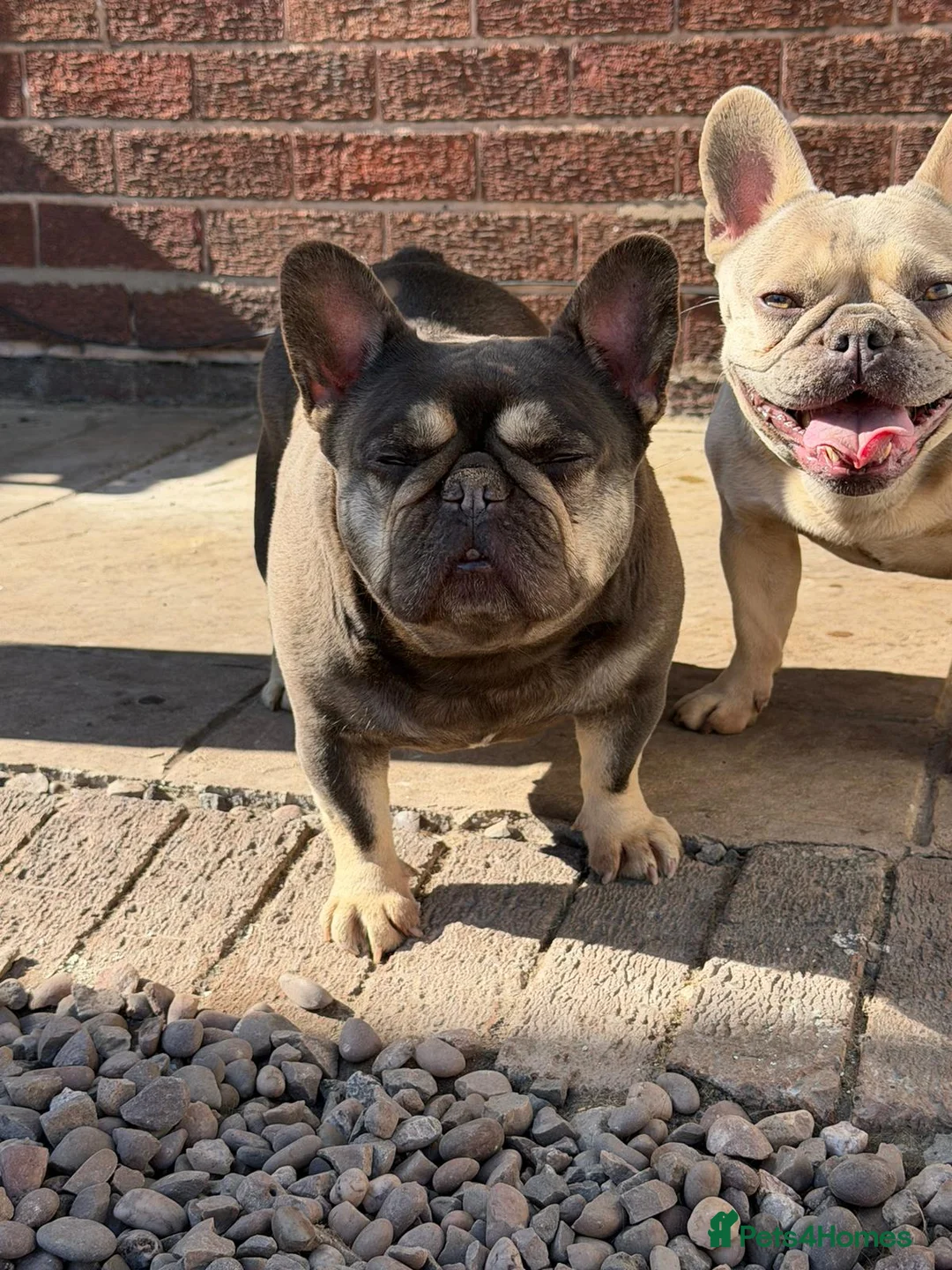 French Bulldog dogs for sale: French Bulldog - Advert 2