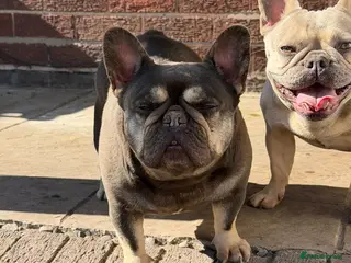 French Bulldog dogs French Bulldog - Advert 1