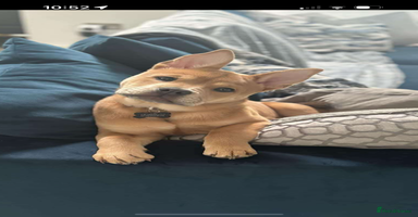 Mixed Breed dogs - Advert 8