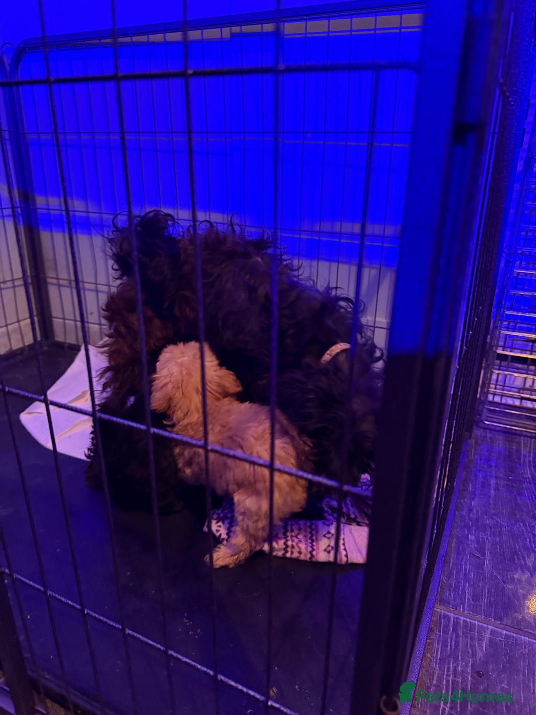 Mixed Breed dogs for sale: Cockerpoo cross puppies - Image 8