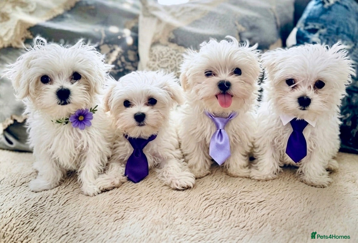 Maltese dogs 🌟  KC Registered Maltese Puppies Ready 🌟 - Advert 1