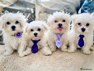 Maltese dogs 🌟 KC Registered Maltese Puppies Ready 🌟 - Advert 1