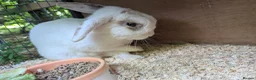 Dwarf Lop rabbits for sale: Male Dwarf Lop Rabbit needing a new home ASAP  - Advert 5