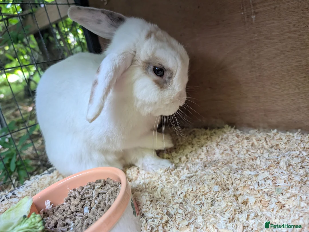 Dwarf Lop rabbits for sale: Male Dwarf Lop Rabbit needing a new home ASAP  - Advert 5