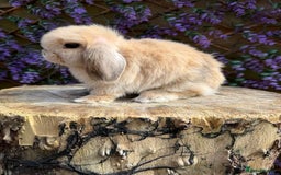 Mini Lop rabbits for sale: Harlequin Mini Lop Buck - Image 9