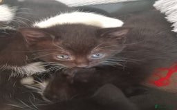 Domestic Shorthair cats for sale: Black and White Kittens For Sale - Image 6