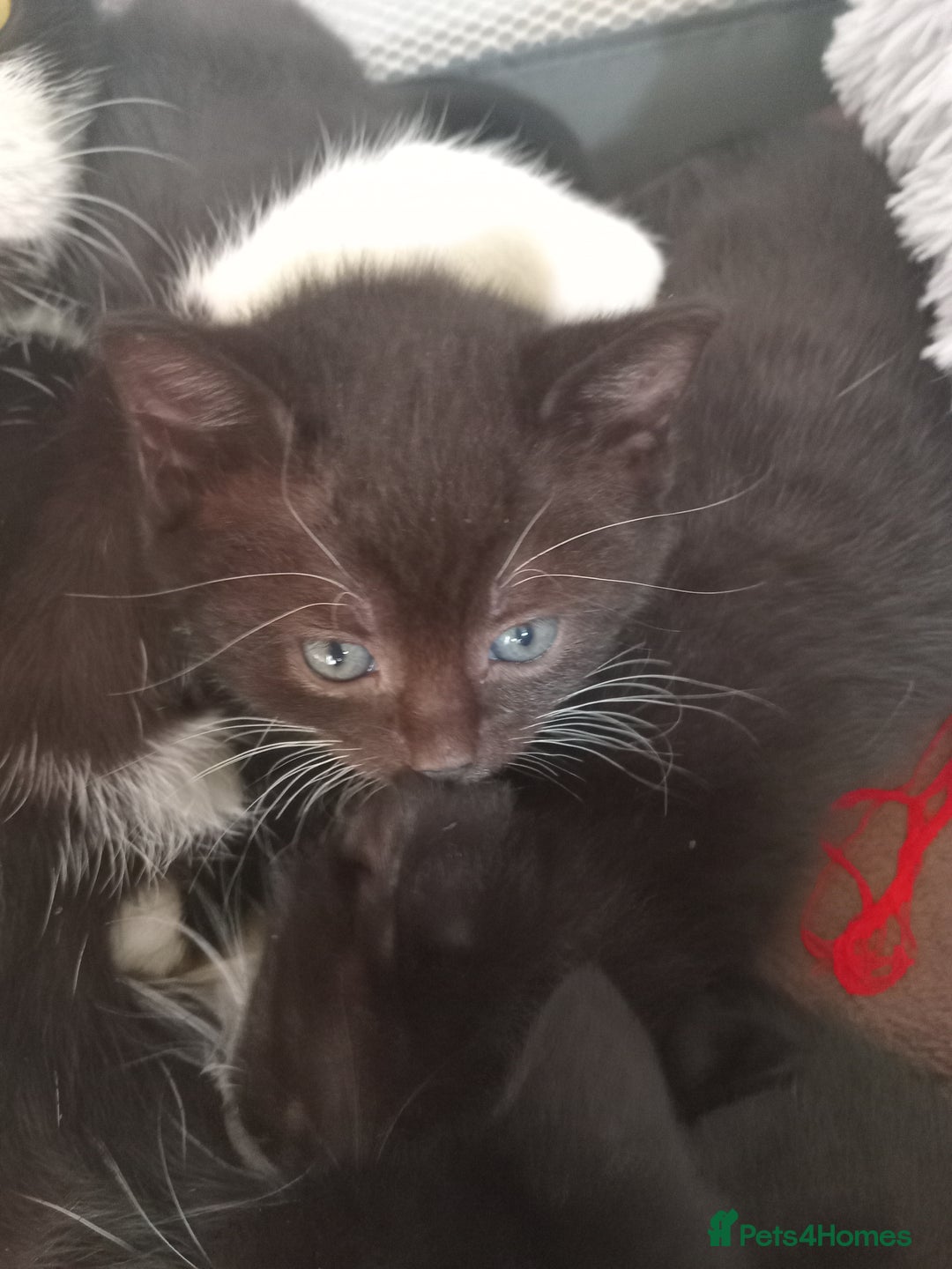 Domestic Shorthair cats for sale: Black and White Kittens For Sale - Image 6