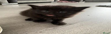 Tiny