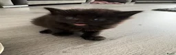 Mixed Breed cats for sale: Fluffy kittens - Advert 3
