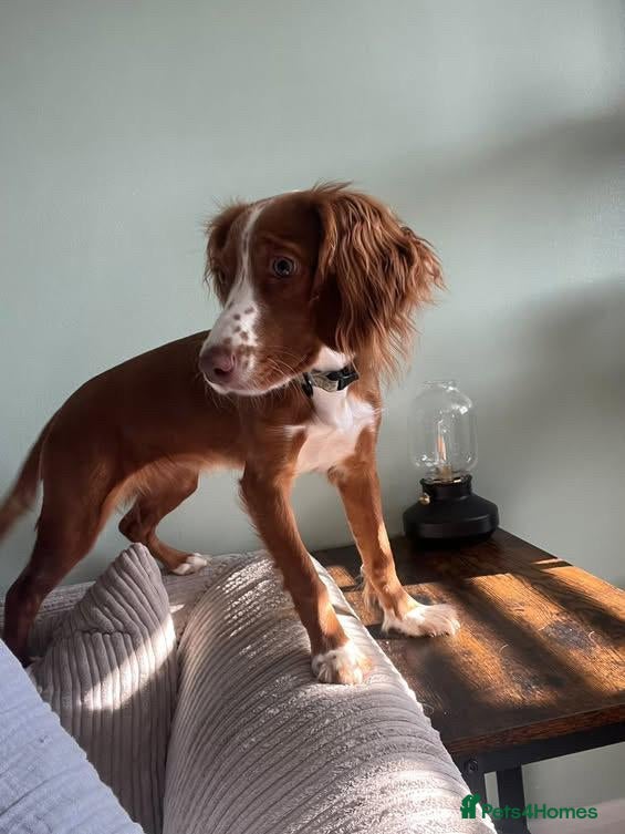 Cocker Spaniel dogs 7-Month-Old Cocker Spaniel Seeking Forever Home - Advert 1