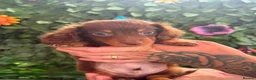 Dachshund dogs for sale: READY TO LEAVE!🥰 1 GORGEOUS BOY LEFT AVAILABLE🥰 - Advert 11