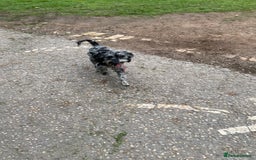 Cockapoo dogs for sale: Cockapoo - Image 2