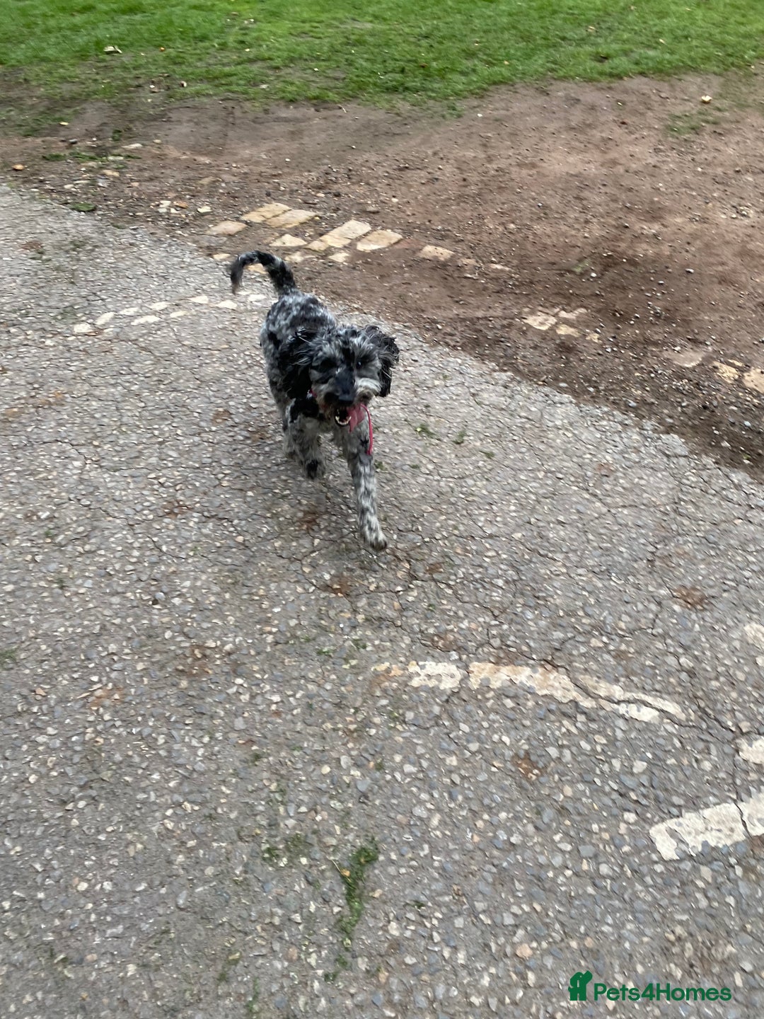 Cockapoo dogs for sale: Cockapoo - Image 2