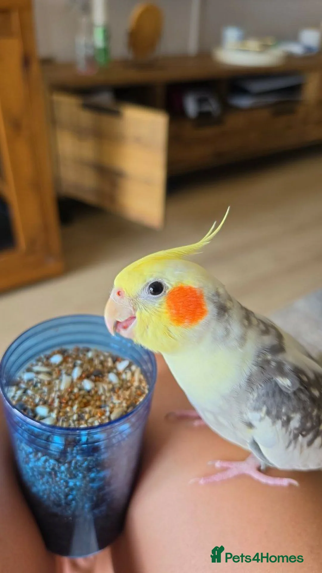 Cockatiels birds for sale: Silly Hand-Tame Male Cockatiel – DNA Tested - Advert 1