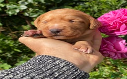 Cockerdor dogs for sale: Beautiful Deep Dark Red Cockerdors DNA Clear - Image 4