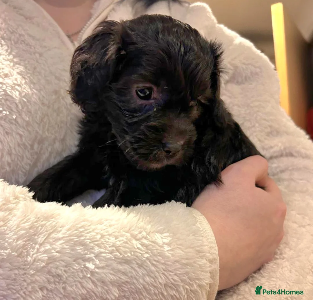Cockapoo dogs for sale: 4 beautiful cockerpoo pups - Advert 11