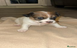 Mixed Breed dogs for sale: Puppies  - Image 4