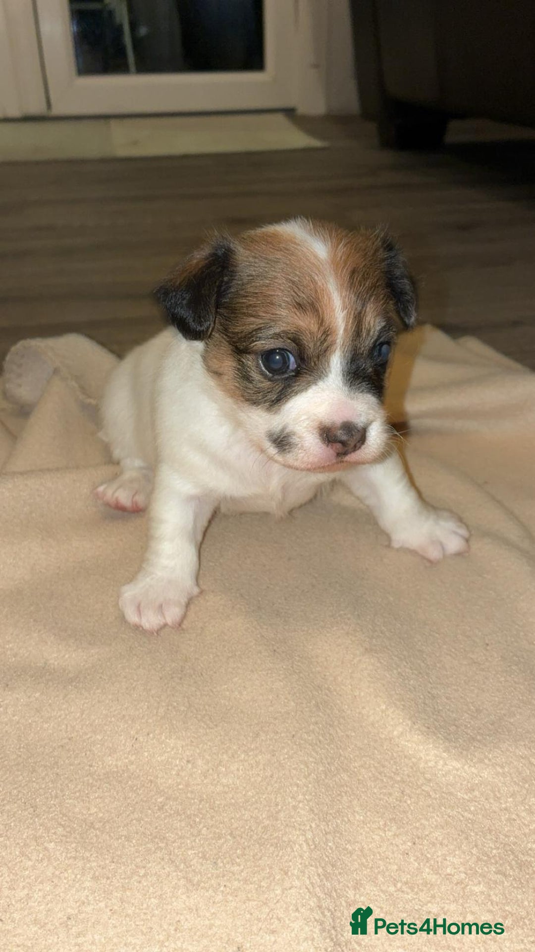 Mixed Breed dogs for sale: Puppies  - Image 4