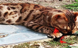 Bengal cats for sale: Bengal Stud & Tortie Queen for sale - Image 6