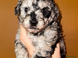 Toy Poodle dogs 🩷💜Stunning Toy Poodles For Sale 🩷💜 - Advert 4