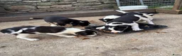 Border Collie dogs for sale: Border collie pups  in Haltwhistle - Advert 5