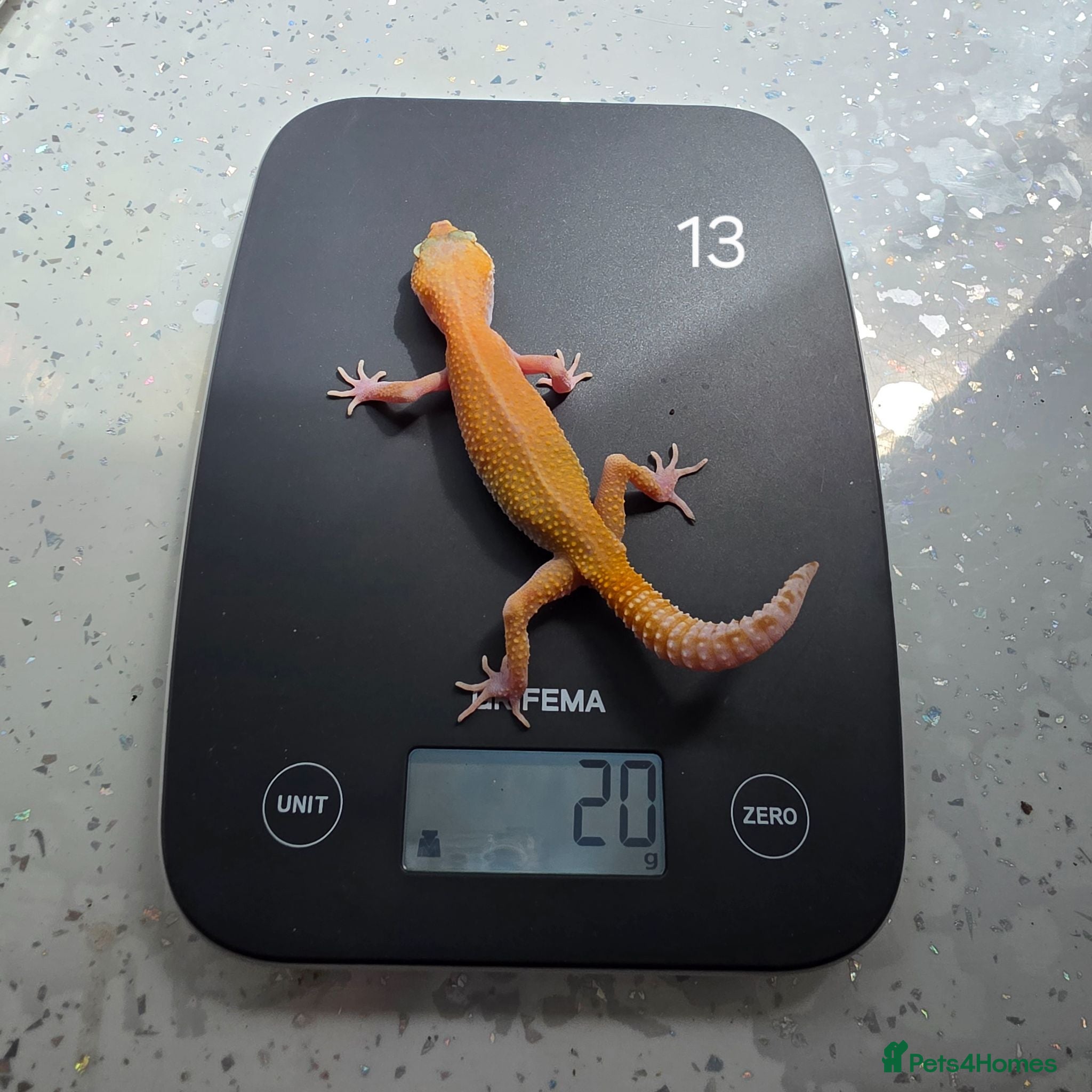 Leopard Gecko reptiles Various leopard geckos CB25 handleable.  - Advert 2