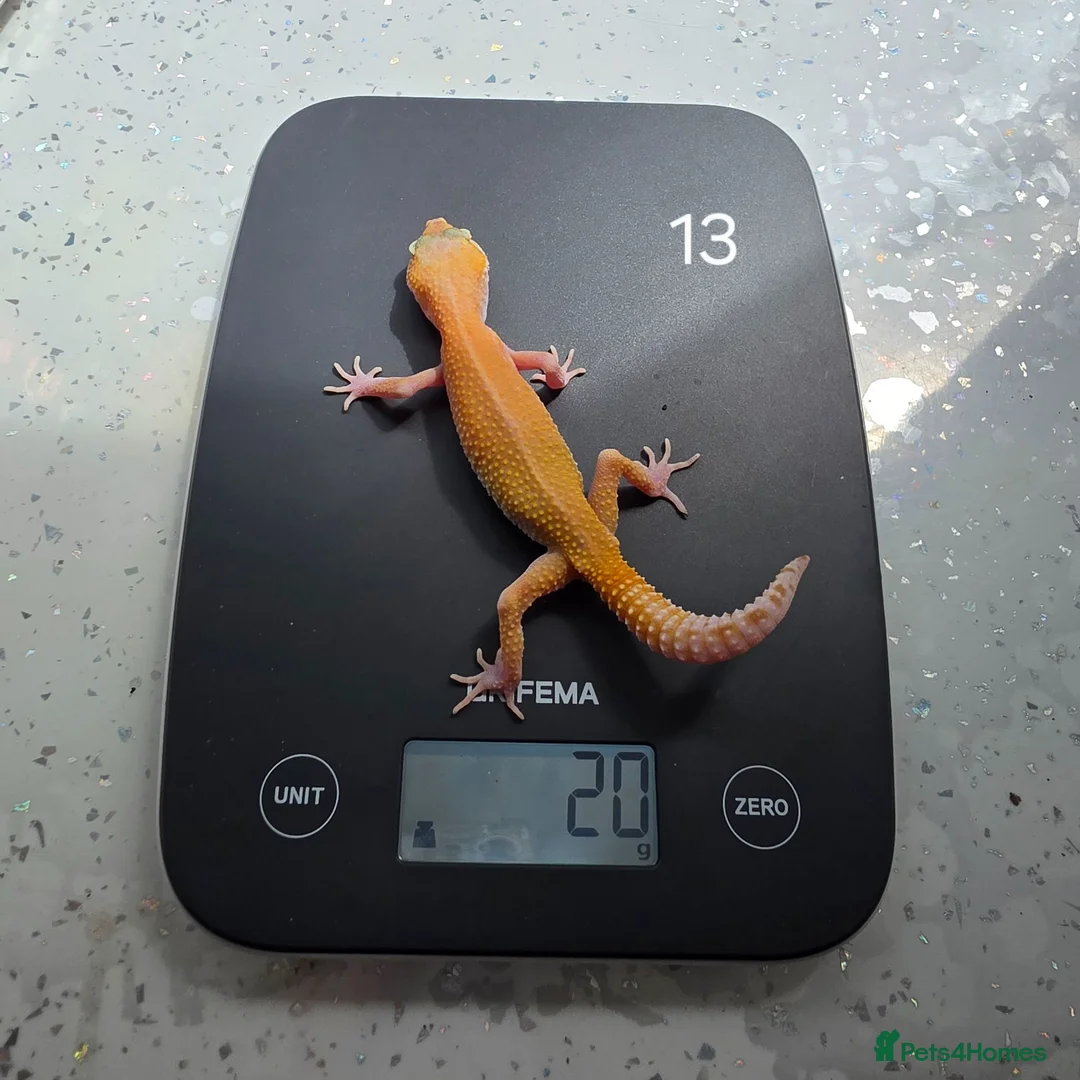 Leopard Gecko reptiles for sale: Various leopard geckos CB25 handleable.  - Advert 2