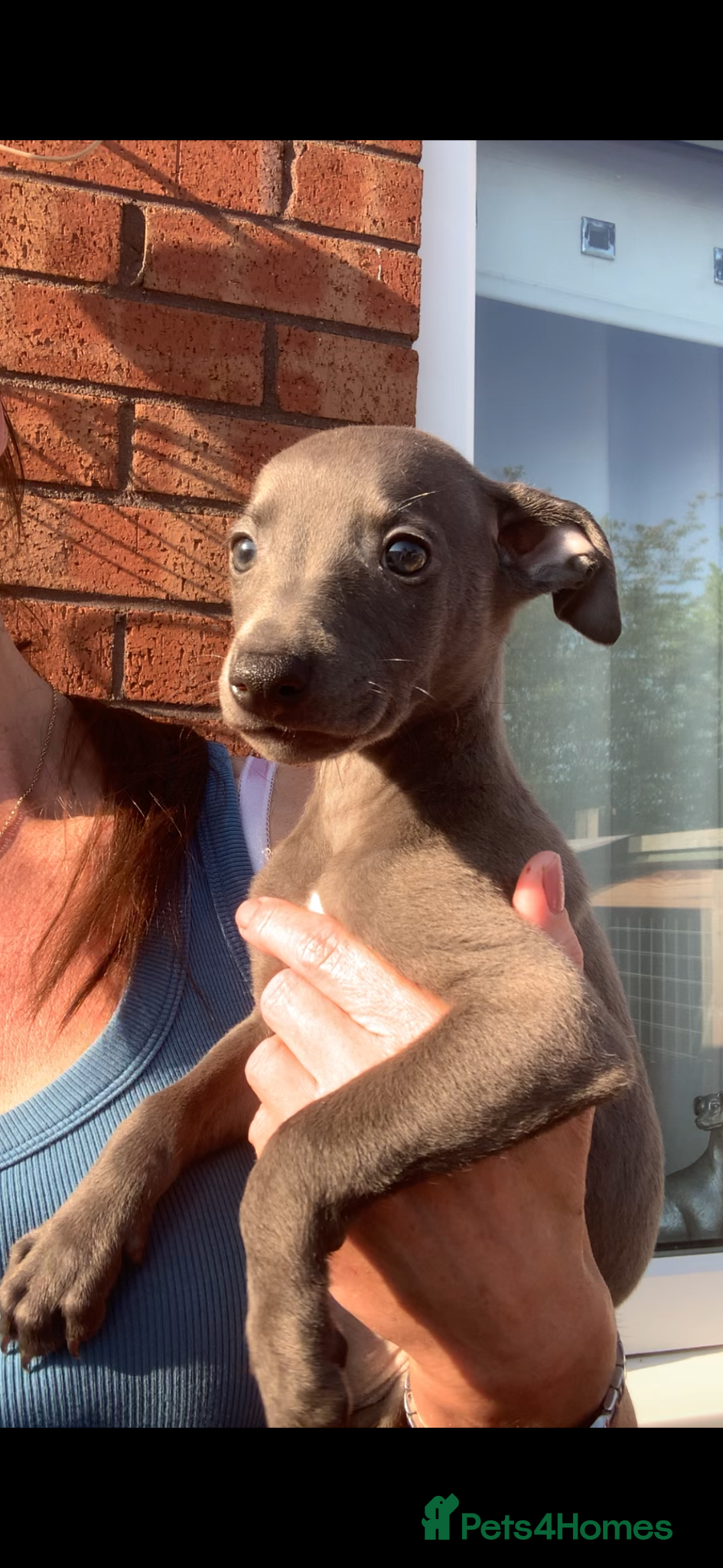 Whippet dogs Blue Kennel Club Registered Whippet pups - Advert 1