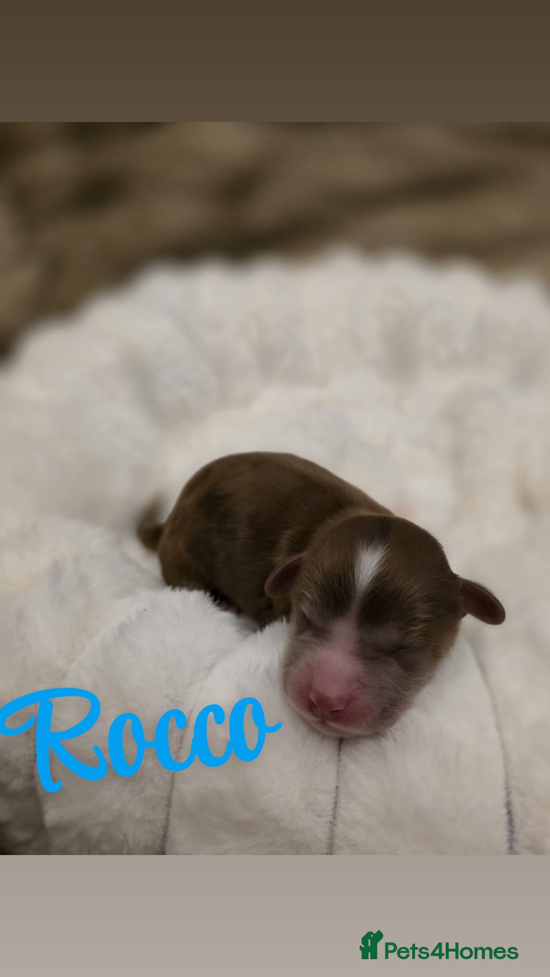 Cockapoo dogs for sale: 🤍 Beautiful F3 Multigen Cockapoo Puppies🤍 - Advert 11