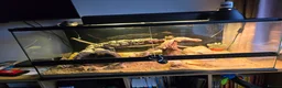 Gecko reptiles for sale: £110. Female Crocodile Gecko and Vivarium for sale - Advert 9