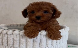 Maltipoo dogs for sale: Beautiful Toy Maltipoo Puppies - Image 5