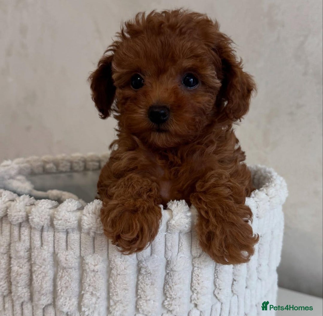 Maltipoo dogs for sale: Beautiful Toy Maltipoo Puppies - Image 5