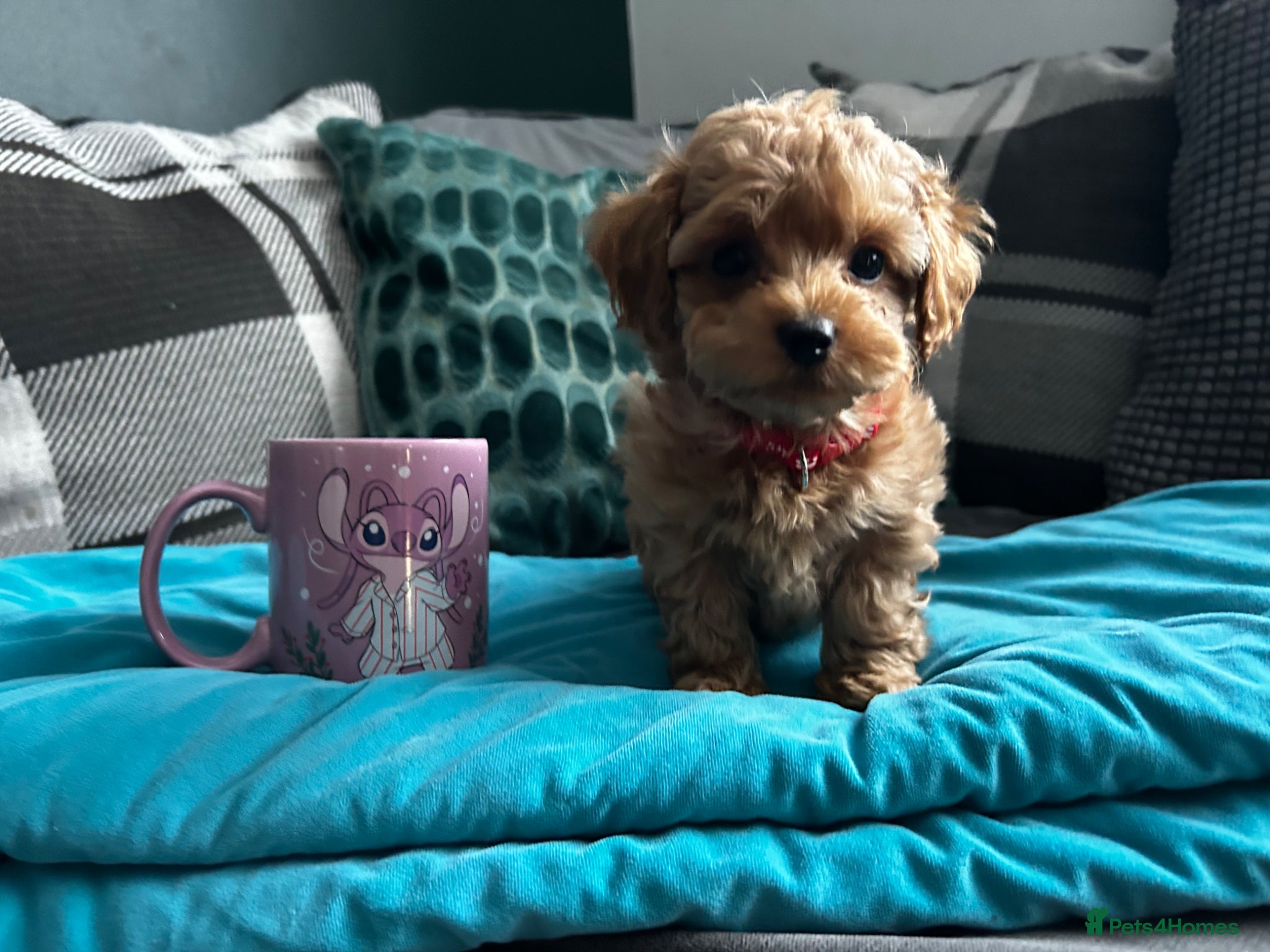 Maltipoo dogs ✨ READY NOW Tiny Asian F1B Maltipoo Puppies ✨ - Advert 5