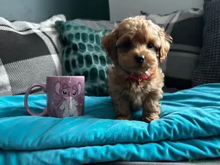 Maltipoo dogs ✨ READY NOW Tiny Asian F1B Maltipoo Puppies ✨ - Advert 5