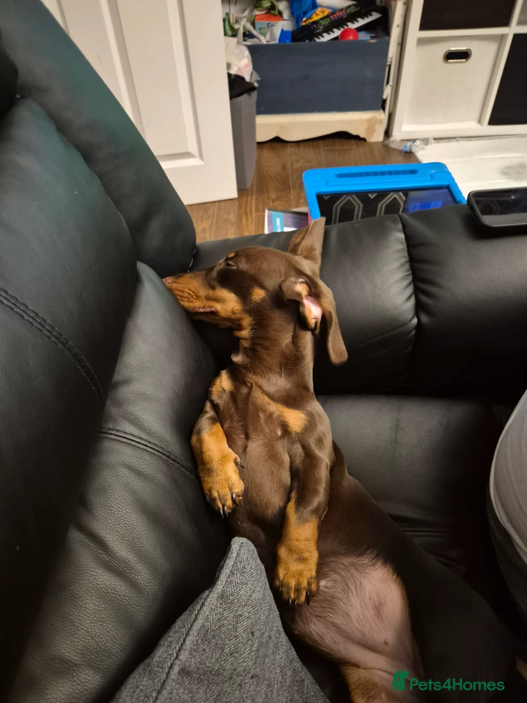Miniature Dachshund dogs for sale: 8 month Female Miniature Dachshund - Advert 3