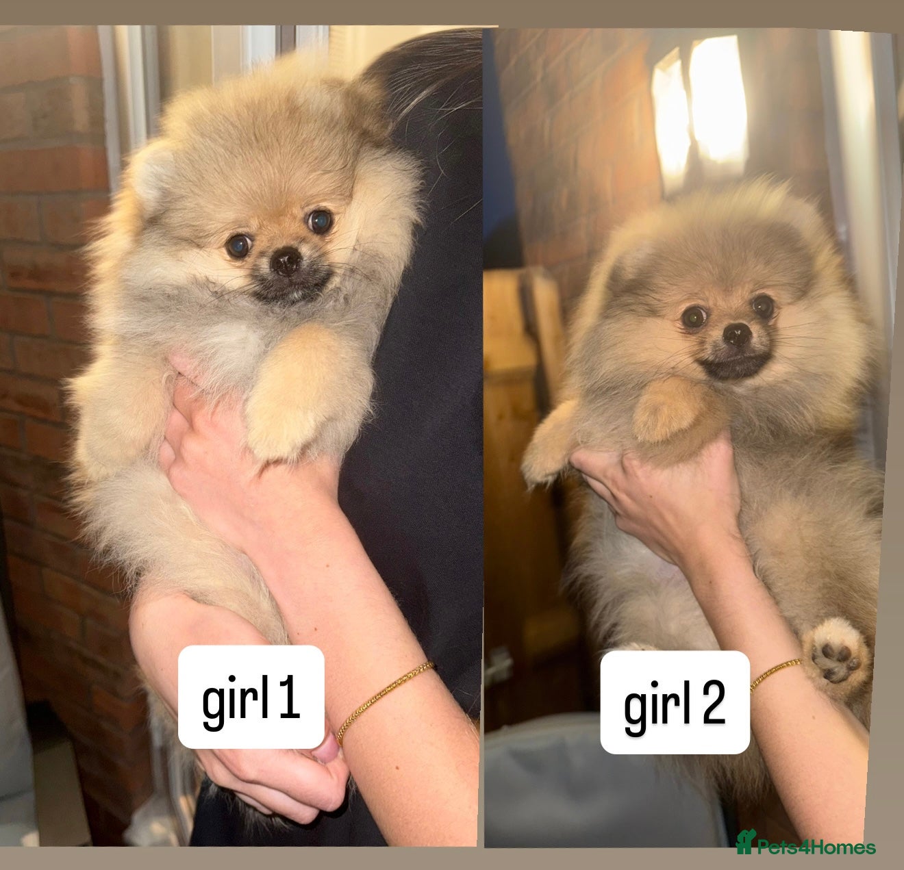 Pomeranian dogs 2 Gorgeous X-Small Pom Girls  - Advert 3