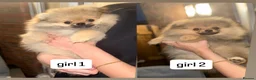 Pomeranian dogs for sale: 2 Gorgeous X-Small Pom Girls  - Advert 2